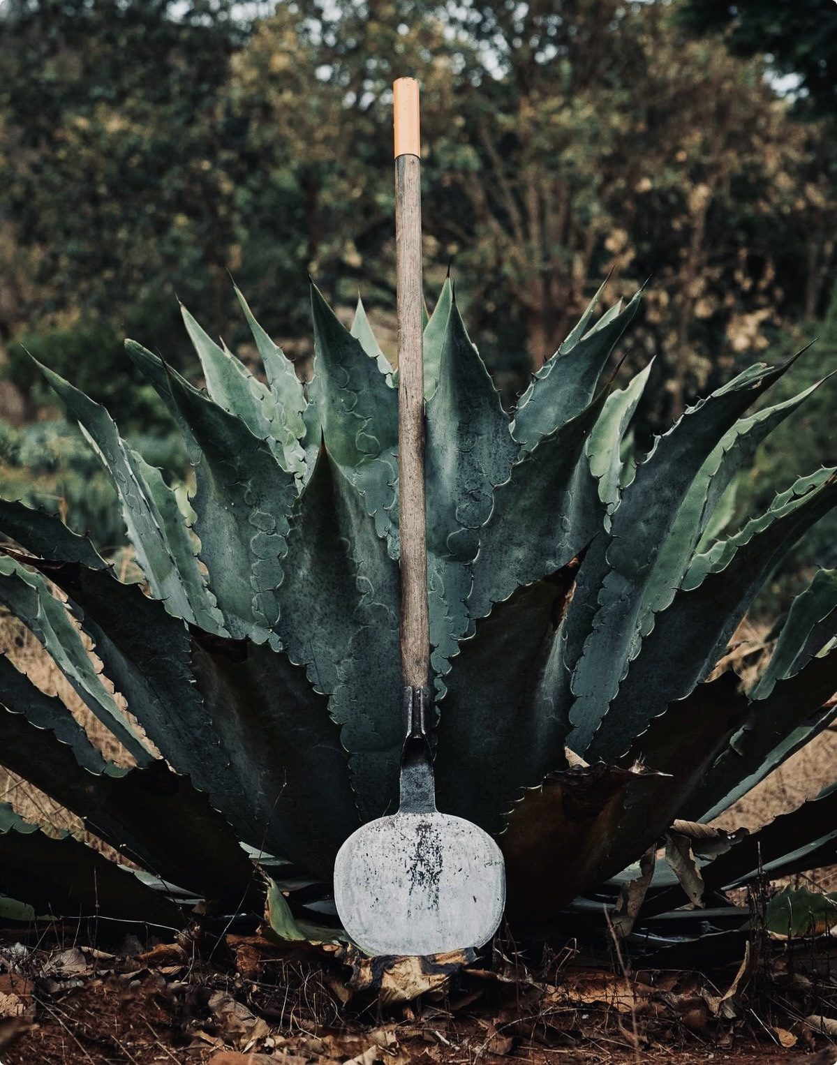 Palenque en Coeneo, Michoacán